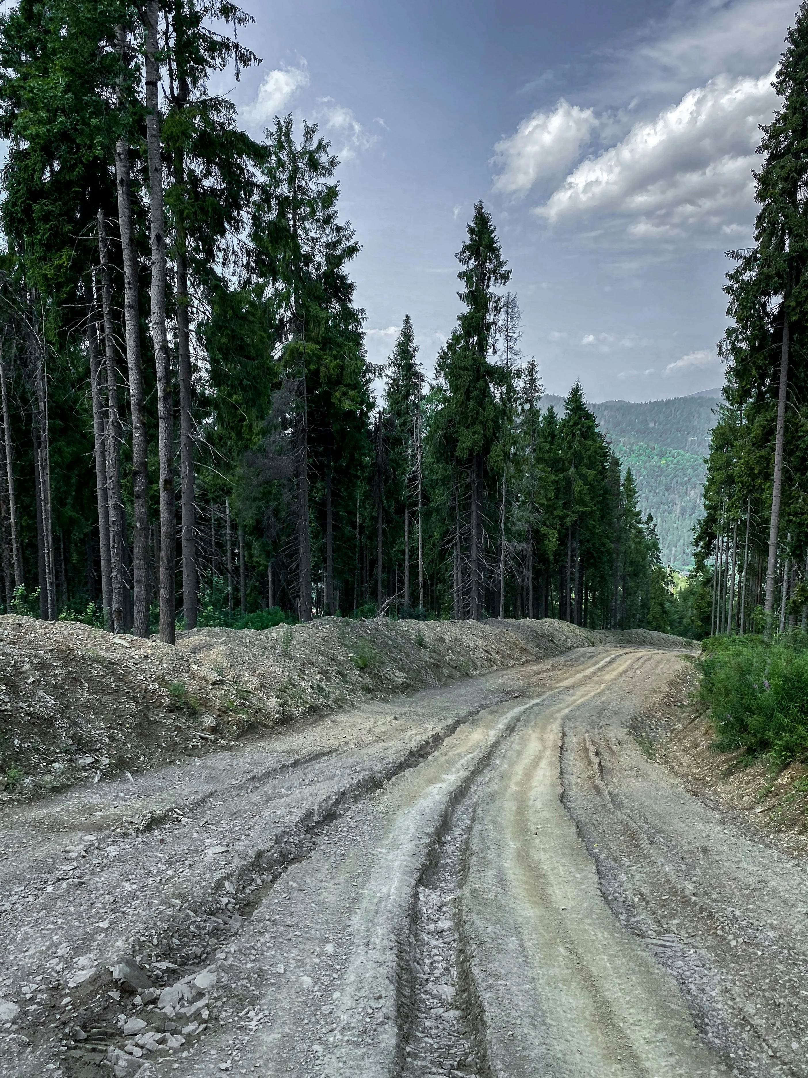 Гірська грунтова дорога з коліями серед хвойного лісу в Карпатах